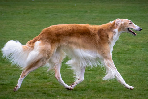 chien de race Barzoï marchant dans l’herbe