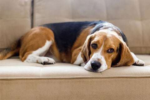chien Beagle couché sur un canapé