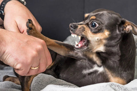 cagnolino aggressivo che scopre i denti