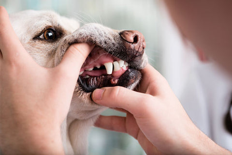 chien se faisant inspecter les dents car il a mauvaise haleine