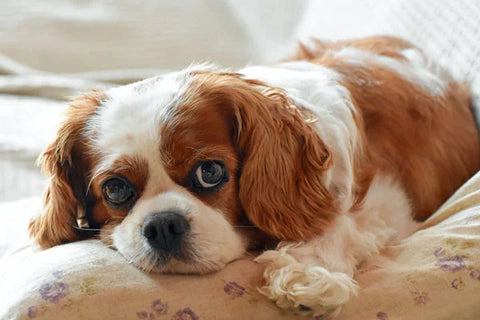Hund Cavalier King Charles, Rasse mit einer Veranlagung für Pankreatitis