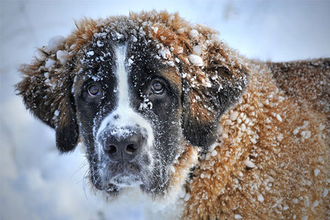 Chien Saint-Bernard qui ne craint ni le froid ni la neige