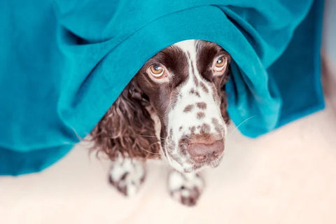 Ängstlicher Hund versteckt unter einer Decke