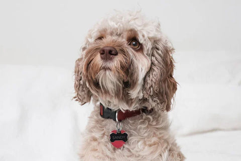 chien portant un collier et une médaille en cas de fugue