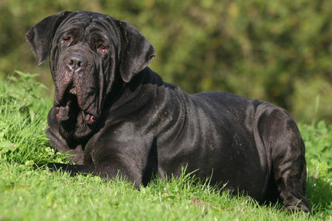 chien Mâtin Napolitain allongé dans l’herbe