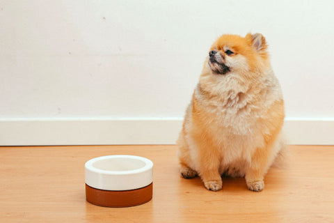 chien obèse