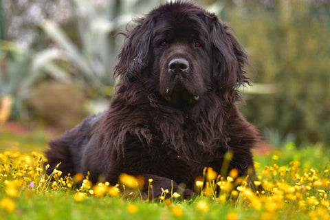 grand chien noir de race Terre-Neuve