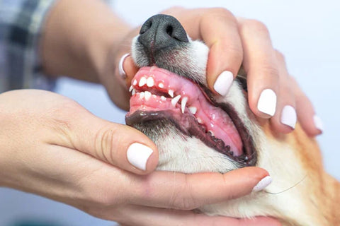 dentizione di un cucciolo