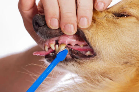 Chien se faisant brosser les dents pour éviter le tartre