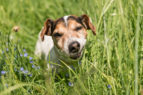 Hund, der an Gastritis leidet, frisst Gras zur Linderung