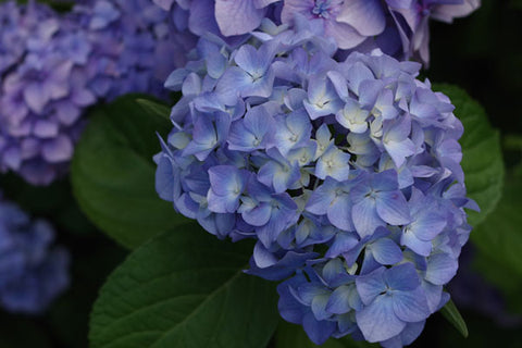 Hortensia bleu, une plante dangereuse pour les chiens