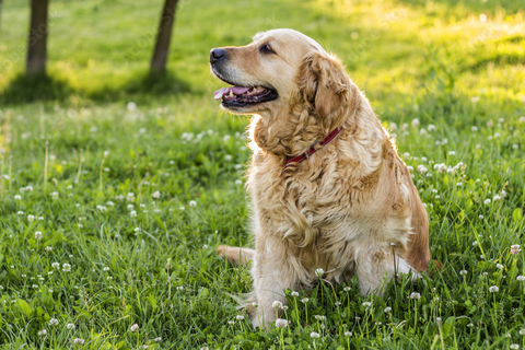 chien golden retriever obèse, prédisposé à l’arthrite 