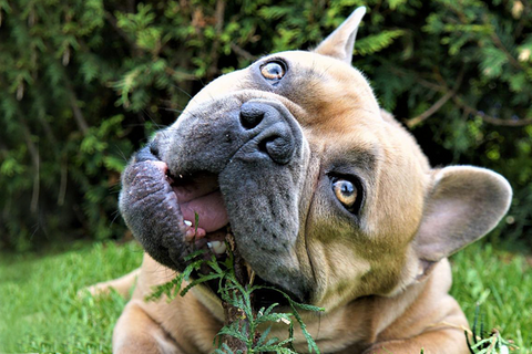 Chien beige en train de mâcher des herbes 