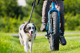 chien border collie pendant une séance de cani-VTT