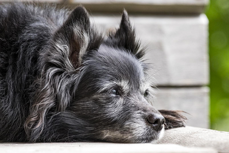 photo de chien noir âgé présentant des poils gris