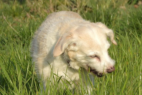 Cane bianco che mangia erba alta