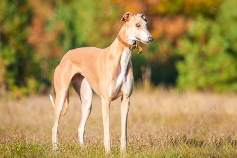 Lévrier Greyhound, un chien très sportif