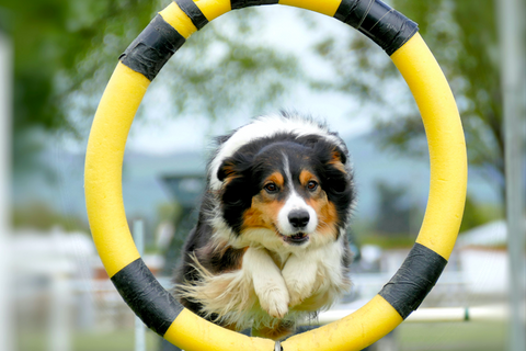 chien berger australien passant dans un obstacle d’agility