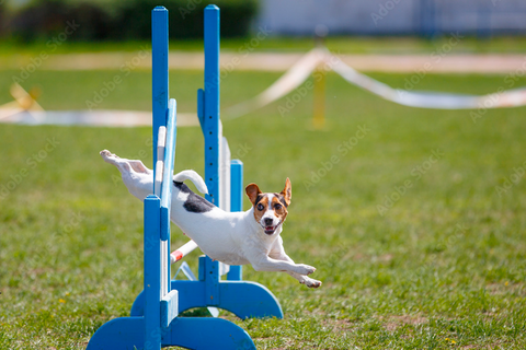 chien Jack Russell franchissant un obstacle pendant une séance d’agility