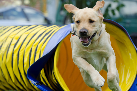 Labrador sable sortant d’un tunnel pendant une séance d’agility