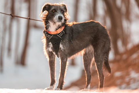 chien Irish Wolfhound en balade