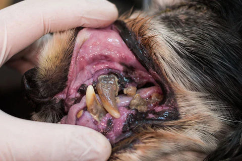 Zähne eines Hundes, der an Parodontitis leidet