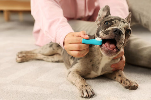 chien se faisant brosser les dents pour éviter le mauvaise haleine