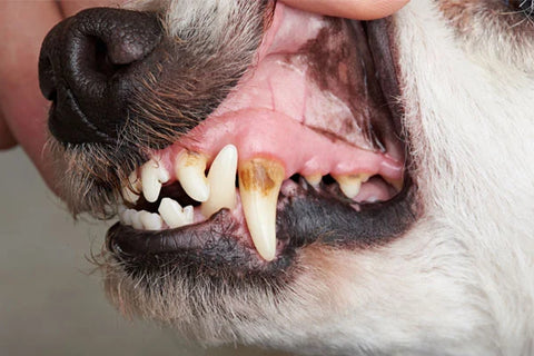 Hund, dessen Zähne Zahnstein aufweisen