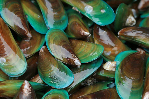 Moule Verte de Nouvelle Zélande en poudre, pour chiens.