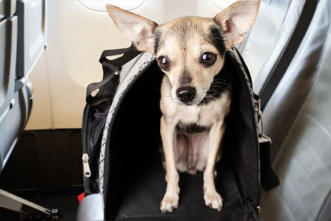 Kleiner Hund, der in der Kabine eines Flugzeugs reist
