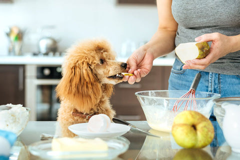 Femme cuisinant en compagnie de son chien