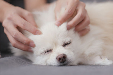 Gestresster Hund bekommt Massage