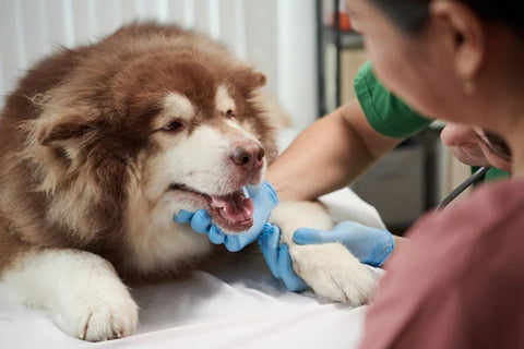 chien se faisant soigner les dents chez le vétérinaire