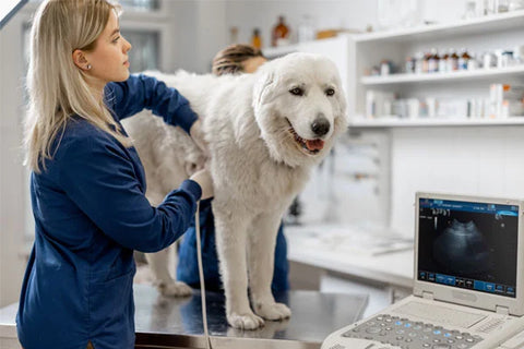 Weißer Hund, der sich einer Ultraschalluntersuchung unterzieht