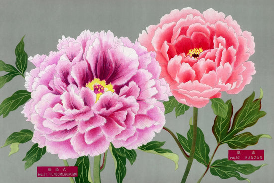 peonies