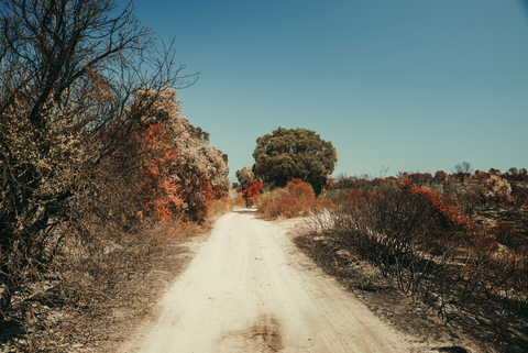 colorful plants and dirty roads of Corsica