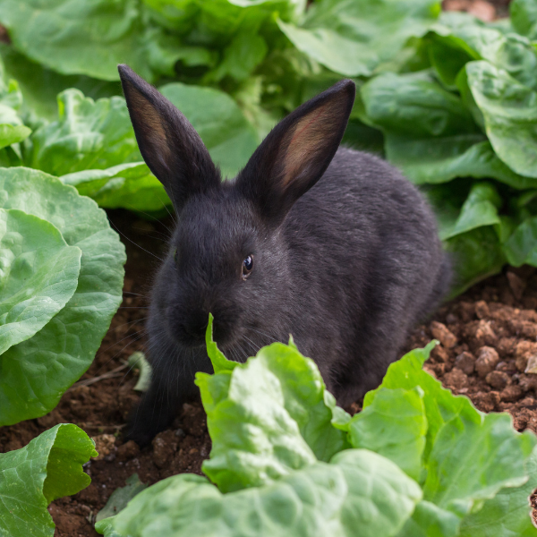 rabbit in garden.png__PID:584fa3f0-28e4-43c2-8522-ff00f0e8ea08