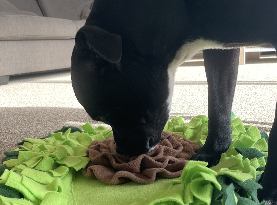 Injoya Avocado Snuffle Mat For Dog - Scottsdale, AZ - Fetching Dog