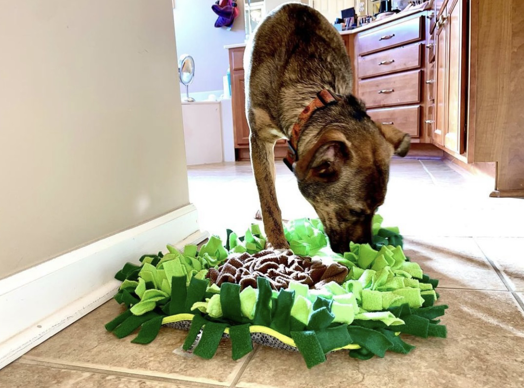 Injoya Avocado Snuffle Mat For Dog - Scottsdale, AZ - Fetching Dog