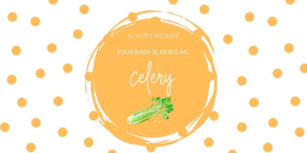 36 Weeks Pregnant- your baby size