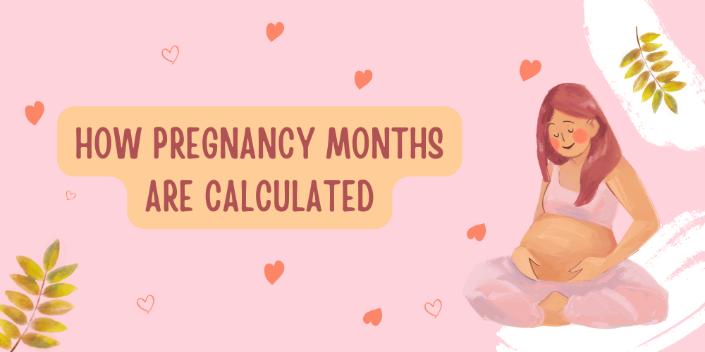 How Pregnancy Months Are Calculated