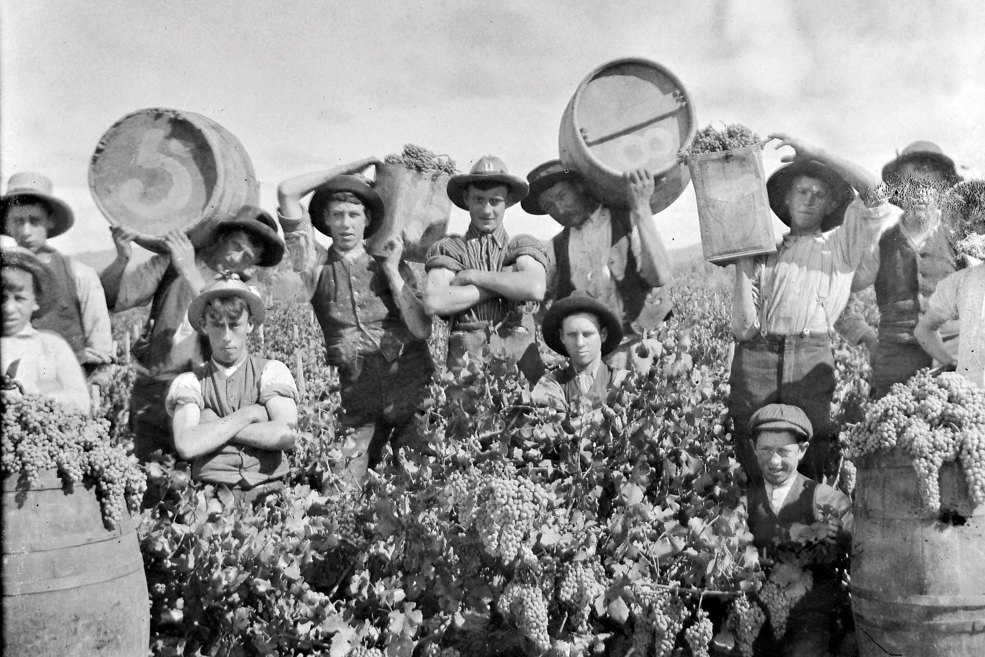 An old photo of workers in the Concongella vineyard circa 1900.