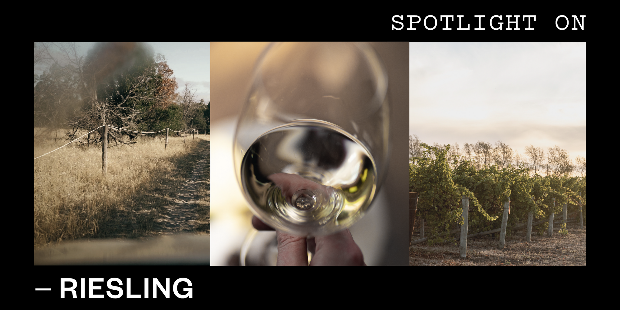 3 images of a vineyard, a glass of white wine, and another vineyard at sunset with the words Spotlight on Riesling.