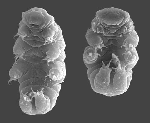 Hypsibius dujardini imaged with a scanning electron microscope Willow Gabriel, Goldstein Lab