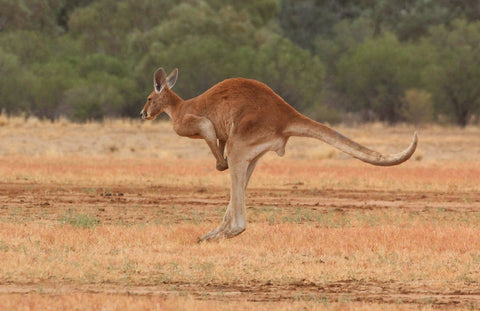 Red Kangaroo jumping by Arthur Chapman