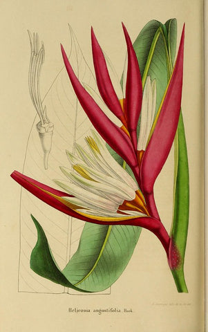 Heliconia Flower (Lobster-Claw) 