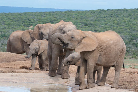 African elephants having a drink