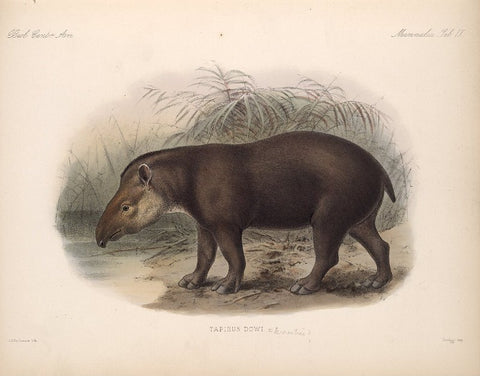 Tapirus terrestris