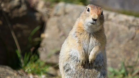 Arctic ground squirrel Arctic Ground Squirrel NPS Photo / Alex Vanderstuyf