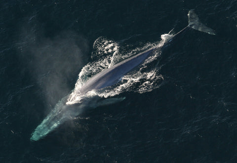 Blue whale swimming in an expanse of water